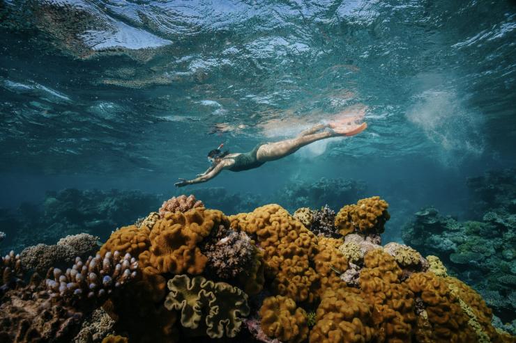 Dreamtime Dive and Snorkel, Cairns, Queensland © Tourism Australia